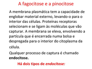 A fagocitose e a pinocitose
A membrana plasmática tem a capacidade de
englobar material externo, levando-o para o
interior das células. Proteínas receptoras
selecionam e se ligam às moléculas que vão
capturar. A membrana se eleva, envolvendo a
partícula que é encerrada numa bolsa e
despregada para o interior do citoplasma da
célula.
Qualquer processo de captura é chamado
endocitose.
Há dois tipos de endocitose:
 