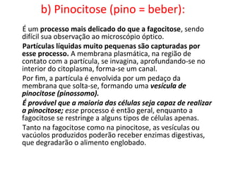 b) Pinocitose (pino = beber):
É um processo mais delicado do que a fagocitose, sendo
difícil sua observação ao microscópio óptico.
Partículas líquidas muito pequenas são capturadas por
esse processo. A membrana plasmática, na região de
contato com a partícula, se invagina, aprofundando-se no
interior do citoplasma, forma-se um canal.
Por fim, a partícula é envolvida por um pedaço da
membrana que solta-se, formando uma vesícula de
pinocitose (pinossomo).
É provável que a maioria das células seja capaz de realizar
a pinocitose; esse processo é então geral, enquanto a
fagocitose se restringe a alguns tipos de células apenas.
Tanto na fagocitose como na pinocitose, as vesículas ou
vacúolos produzidos poderão receber enzimas digestivas,
que degradarão o alimento englobado.
 