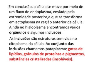 Em conclusão, a célula se move por meio de
um fluxo de endoplasma, enviado pela
extremidade posterior,e que se transforma
em ectoplasma na região anterior da célula.
Ainda no hialoplasma encontramos vários
orgânulos e algumas inclusões.
As inclusões são estruturas sem vida no
citoplasma da célula. Ao conjunto das
inclusões chamamos paraplasma: gotas de
lipídios, grânulos de proteínas e pigmentos,
substâncias cristalizadas (insolúveis).
 