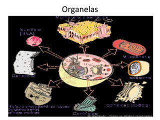 Organelas
 