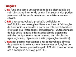 Funções
O RE funciona como uma grande rede de distribuição de
substâncias no interior da célula. Tais substâncias podem
percorrer o interior da célula sem se misturarem com o
citosol.
O REL é responsável pela produção de lipídios e
fosfolipídios como os glicerídeos a lecitina. A fabricação
de hormônios esteróides a partir do colesterol, também
é feita no REL (estrógenos, testosterona). Outras funções
do REL estão ligadas a desintoxicação do organismo
(células do fígado) e armazenamento de substâncias:
água, açúcares, pigmentos e sais (regulação osmótica).
O RER por possuir ribossomos é responsável pela síntese
de proteínas da célula, além de executar as funções do
REL. As proteínas produzidas pelo RER são transportadas
até o complexo de Golgi pelo REL.
 