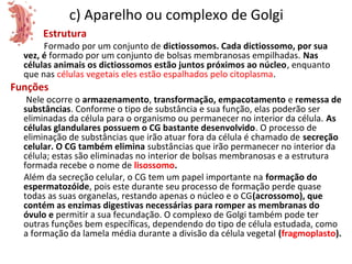 c) Aparelho ou complexo de Golgi
Estrutura
Formado por um conjunto de dictiossomos. Cada dictiossomo, por sua
vez, é formado por um conjunto de bolsas membranosas empilhadas. Nas
células animais os dictiossomos estão juntos próximos ao núcleo, enquanto
que nas células vegetais eles estão espalhados pelo citoplasma.
Funções
Nele ocorre o armazenamento, transformação, empacotamento e remessa de
substâncias. Conforme o tipo de substância e sua função, elas poderão ser
eliminadas da célula para o organismo ou permanecer no interior da célula. As
células glandulares possuem o CG bastante desenvolvido. O processo de
eliminação de substâncias que irão atuar fora da célula é chamado de secreção
celular. O CG também elimina substâncias que irão permanecer no interior da
célula; estas são eliminadas no interior de bolsas membranosas e a estrutura
formada recebe o nome de lisossomo.
Além da secreção celular, o CG tem um papel importante na formação do
espermatozóide, pois este durante seu processo de formação perde quase
todas as suas organelas, restando apenas o núcleo e o CG(acrossomo), que
contém as enzimas digestivas necessárias para romper as membranas do
óvulo e permitir a sua fecundação. O complexo de Golgi também pode ter
outras funções bem específicas, dependendo do tipo de célula estudada, como
a formação da lamela média durante a divisão da célula vegetal (fragmoplasto).
 