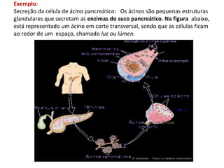 Exemplo:
Secreção da célula de ácino pancreático: Os ácinos são pequenas estruturas
glandulares que secretam as enzimas do suco pancreático. Na figura abaixo,
está representado um ácino em corte transversal, sendo que as células ficam
ao redor de um espaço, chamado luz ou lúmen.
 