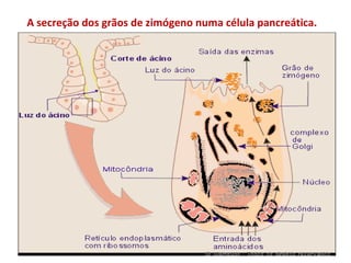 A secreção dos grãos de zimógeno numa célula pancreática.
 