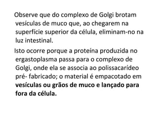 Observe que do complexo de Golgi brotam
vesículas de muco que, ao chegarem na
superfície superior da célula, eliminam-no na
luz intestinal.
Isto ocorre porque a proteína produzida no
ergastoplasma passa para o complexo de
Golgi, onde ela se associa ao polissacarídeo
pré- fabricado; o material é empacotado em
vesículas ou grãos de muco e lançado para
fora da célula.
 