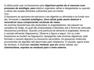 A célula pode usar os lisossomos para digerirem partes de si mesmas num
processo de autofagia, para destruir organelas velhas e desgastadas ou quando
a célula não recebe alimentos suficientes para se manter
viva.
O lisossomo se aproxima da estrutura a ser digerida ou eliminada e se funde com
ela, formando o vacúolo autofágico. Uma célula pode assim destruir e
reconstruir seus componentes centenas de vezes.
As enzimas lisossômicas são produzidas no ergastoplasma, daí passam ao
complexo de Golgi, no qual são empacotadas e liberadas sob a forma de vesículas
(lisossomos primários). Quando uma partícula de alimento é englobada, forma-se
o vacúolo alimentar (fagossomo). Observe a figura a seguir. Um ou mais
lisossomos se fundem ao fagossomo, despejando nele enzimas digestivas: está
formado o vacúolo digestivo ou lisossomo secundário. As pequenas moléculas
provenientes da digestão são absorvidas pelo citoplasma. O vacúolo, agora cheio
de resíduos, é chamado vacúolo residual, que em certas células, por
clasmocitose, expulsa os resíduos para o meio externo.
 