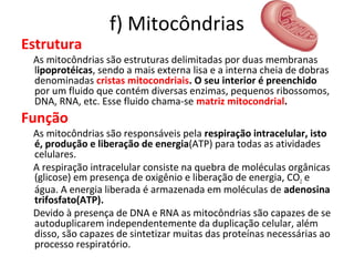 f) Mitocôndrias
Estrutura
As mitocôndrias são estruturas delimitadas por duas membranas
lipoprotéicas, sendo a mais externa lisa e a interna cheia de dobras
denominadas cristas mitocondriais. O seu interior é preenchido
por um fluido que contém diversas enzimas, pequenos ribossomos,
DNA, RNA, etc. Esse fluido chama-se matriz mitocondrial.
Função
As mitocôndrias são responsáveis pela respiração intracelular, isto
é, produção e liberação de energia(ATP) para todas as atividades
celulares.
A respiração intracelular consiste na quebra de moléculas orgânicas
(glicose) em presença de oxigênio e liberação de energia, CO2 e
água. A energia liberada é armazenada em moléculas de adenosina
trifosfato(ATP).
Devido à presença de DNA e RNA as mitocôndrias são capazes de se
autoduplicarem independentemente da duplicação celular, além
disso, são capazes de sintetizar muitas das proteínas necessárias ao
processo respiratório.
 