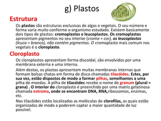 g) Plastos
Estrutura
Os plastos são estruturas exclusivas de algas e vegetais. O seu número e
forma varia muito conforme o organismo estudado. Existem basicamente
dois tipos de plastos: cromoplastos e leucoplastos. Os cromoplastos
apresentam pigmentos no seu interior (cromo = cor), os leucoplastos
(leuco = branco), não contém pigmentos. O cromoplasto mais comum nos
vegetais é o cloroplasto.
Cloroplasto
Os cloroplastos apresentam forma discoidal, são envolvidos por uma
membrana externa e uma interna.
Além destas, os plastos apresentam muitas membranas internas que
formam bolsas chatas em forma de disco chamadas tilacóides. Estes, por
sua vez, estão dispostos de modo a formar pilhas, semelhantes a uma
pilha de moedas. A pilha de tilacóides recebe o nome de granum (plural =
grana) . O interior do cloroplasto é preenchido por uma matriz gelatinosa
chamada estroma, onde se encontram DNA, RNA,ribossomos, enzimas,
etc.
Nos tilacóides estão localizadas as moléculas de clorofilas, as quais estão
organizadas de modo a poderem captar a maior quantidade de luz
possível.
 