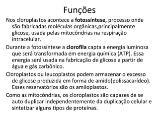 Funções
Nos cloroplastos acontece a fotossíntese, processo onde
são fabricadas moléculas orgânicas,principalmente
glicose, usada pelas mitocôndrias na respiração
intracelular.
Durante a fotossíntese a clorofila capta a energia luminosa
que será transformada em energia química (ATP). Essa
energia será usada na fabricação de glicose a partir de
água e gás carbônico.
Cloroplastos ou leucoplastos podem armazenar o excesso
de glicose produzida em forma de amido(polissacarídeo).
Esses reservatórios são os amiloplastos.
Como as mitocôndrias, os cloroplastos são capazes de se
auto duplicar independentemente da duplicação celular e
sintetizar alguns tipos de proteínas.
 