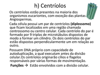 h) Centríolos
Os centríolos estão presentes na maioria dos
organismos eucariontes, com exceção das plantas
Angiospermas.
Cada célula possui um par de centríolos (diplossomo)
que ficam localizados em uma região chamada
centrossomo ou centro celular. Cada centríolo do par é
formado por 9 triplas de microtúbulos dispostos de
modo a formar um cilindro. Os dois centríolos do par
estão dispostos perpendicularmente um em relação ao
outro.
Possuem DNA próprio com capacidade de
autoduplicação, a qual executam antes da divisão
celular.Os centríolos originarão cílios e flagelos
responsáveis por várias formas de movimentação.
Funções  Estão envolvidos com a divisão celular.
 