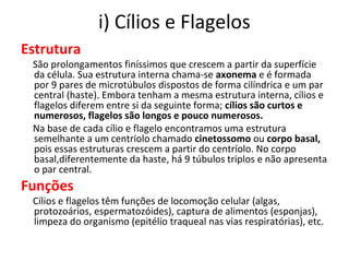 i) Cílios e Flagelos
Estrutura
São prolongamentos finíssimos que crescem a partir da superfície
da célula. Sua estrutura interna chama-se axonema e é formada
por 9 pares de microtúbulos dispostos de forma cilíndrica e um par
central (haste). Embora tenham a mesma estrutura interna, cílios e
flagelos diferem entre si da seguinte forma; cílios são curtos e
numerosos, flagelos são longos e pouco numerosos.
Na base de cada cílio e flagelo encontramos uma estrutura
semelhante a um centríolo chamado cinetossomo ou corpo basal,
pois essas estruturas crescem a partir do centríolo. No corpo
basal,diferentemente da haste, há 9 túbulos triplos e não apresenta
o par central.
Funções
Cílios e flagelos têm funções de locomoção celular (algas,
protozoários, espermatozóides), captura de alimentos (esponjas),
limpeza do organismo (epitélio traqueal nas vias respiratórias), etc.
 