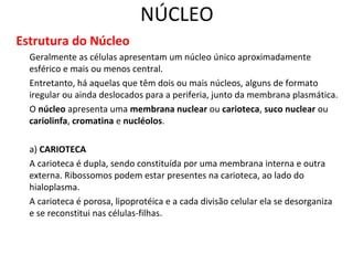 NÚCLEO
Estrutura do Núcleo
Geralmente as células apresentam um núcleo único aproximadamente
esférico e mais ou menos central.
Entretanto, há aquelas que têm dois ou mais núcleos, alguns de formato
iregular ou ainda deslocados para a periferia, junto da membrana plasmática.
O núcleo apresenta uma membrana nuclear ou carioteca, suco nuclear ou
cariolinfa, cromatina e nucléolos.
a) CARIOTECA
A carioteca é dupla, sendo constituída por uma membrana interna e outra
externa. Ribossomos podem estar presentes na carioteca, ao lado do
hialoplasma.
A carioteca é porosa, lipoprotéica e a cada divisão celular ela se desorganiza
e se reconstitui nas células-filhas.
 