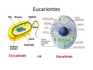Eucariontes
 