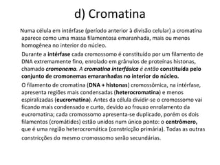 d) Cromatina
Numa célula em intérfase (período anterior à divisão celular) a cromatina
aparece como uma massa filamentosa emaranhada, mais ou menos
homogênea no interior do núcleo.
Durante a intérfase cada cromossomo é constituído por um filamento de
DNA extremamente fino, enrolado em grânulos de proteínas histonas,
chamado cromonema. A cromatina interfásica é então constituída pelo
conjunto de cromonemas emaranhadas no interior do núcleo.
O filamento de cromatina (DNA + histonas) cromossômica, na intérfase,
apresenta regiões mais condensadas (heterocromatina) e menos
espiralizadas (eucromatina). Antes da célula dividir-se o cromossomo vai
ficando mais condensado e curto, devido ao frouxo enrolamento da
eucromatina; cada cromossomo apresenta-se duplicado, porém os dois
filamentos (cromátides) estão unidos num único ponto: o centrômero,
que é uma região heterocromática (constricção primária). Todas as outras
constricções do mesmo cromossomo serão secundárias.
 