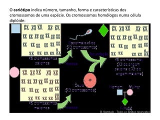 O cariótipo indica número, tamanho, forma e características dos
cromossomos de uma espécie. Os cromossomos homólogos numa célula
diplóide:
 
