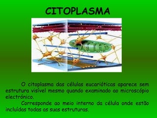 CITOPLASMA O citoplasma das células eucarióticas aparece sem estrutura visível mesmo quando examinado ao microscópio electrónico.  Corresponde ao meio interno da célula onde estão incluídas todas as suas estruturas. 