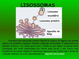 LISOSSOMAS  Estrutura que apresenta enzimas digestivas capazes de digerir um grande número de produtos orgânicos. Realiza a digestão intracelular. É importante nos glóbulos brancos e de modo geral para a célula já que digere as partes desta (autofagia) que serão substituídas por outras mais novas, o que ocorre com freqüência em nossas células. Os lisossomas aparecem nas células sob a forma de vesículas esféricas ou ovais especializadas na  digestão intracelular  . Aparelho de Golgi Lisossoma primário Lisossoma secundário 