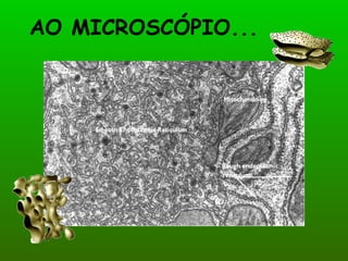 AO MICROSCÓPIO... 