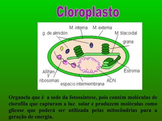 Cloroplasto Organela que é  a sede da fotossíntese, pois contém moléculas de clorofila que capturam a luz  solar e produzem moléculas como glicose que poderá ser utilizada pelas mitocôndrias para a geração de energia. 