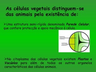 As células vegetais distinguem-se das animais pela existência de: Uma estrutura semi-rígida denominada  Parede Celular , que confere protecção e apoio mecânico à célula. No citoplasma das células vegetais existem  Plastos  e  Vacúolos  para além de todos os outros organelos característicos das células animais. 