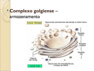  Complexo golgiense –
 armazenamento
 