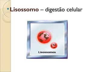  Lisossomo   – digestão celular
 