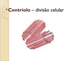 Centríolo   – divisão celular
 