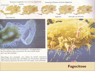 Fagocitose
 