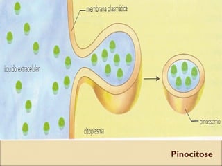 Pinocitose
 