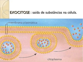 EXOCITOSE : saída de substâncias na célula.
 