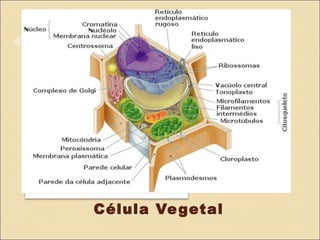 Célula Ve getal
 
