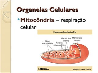 Organelas Celulares
 Mitocôndria   – respiração
 celular
 