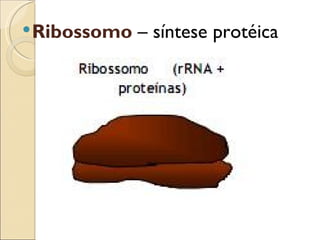  Ribossomo   – síntese protéica
 