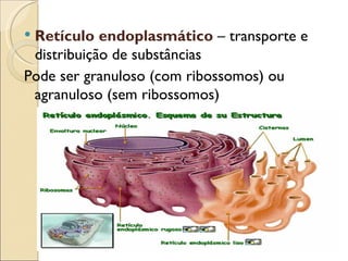 Retículo endoplasmático – transporte e
 distribuição de substâncias
Pode ser granuloso (com ribossomos) ou
 agranuloso (sem ribossomos)
 