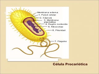 Célula Procariótica
 