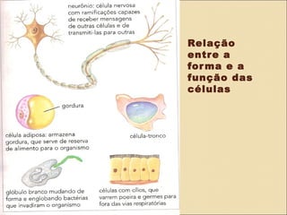 Relação
                                                    entr e a
                                                    for ma e a
                                                    função das
                                                    células




•   Relação entre a forma e a função das células:
 