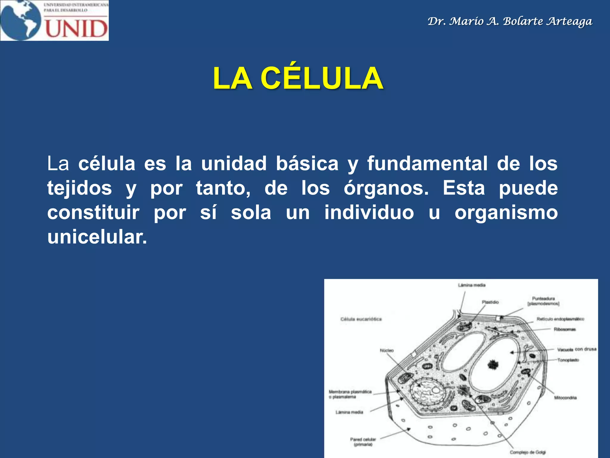 Dr. Mario A. Bolarte Arteaga
LA CÉLULA
La célula es la unidad básica y fundamental de los
tejidos y por tanto, de los órganos. Esta puede
constituir por sí sola un individuo u organismo
unicelular.