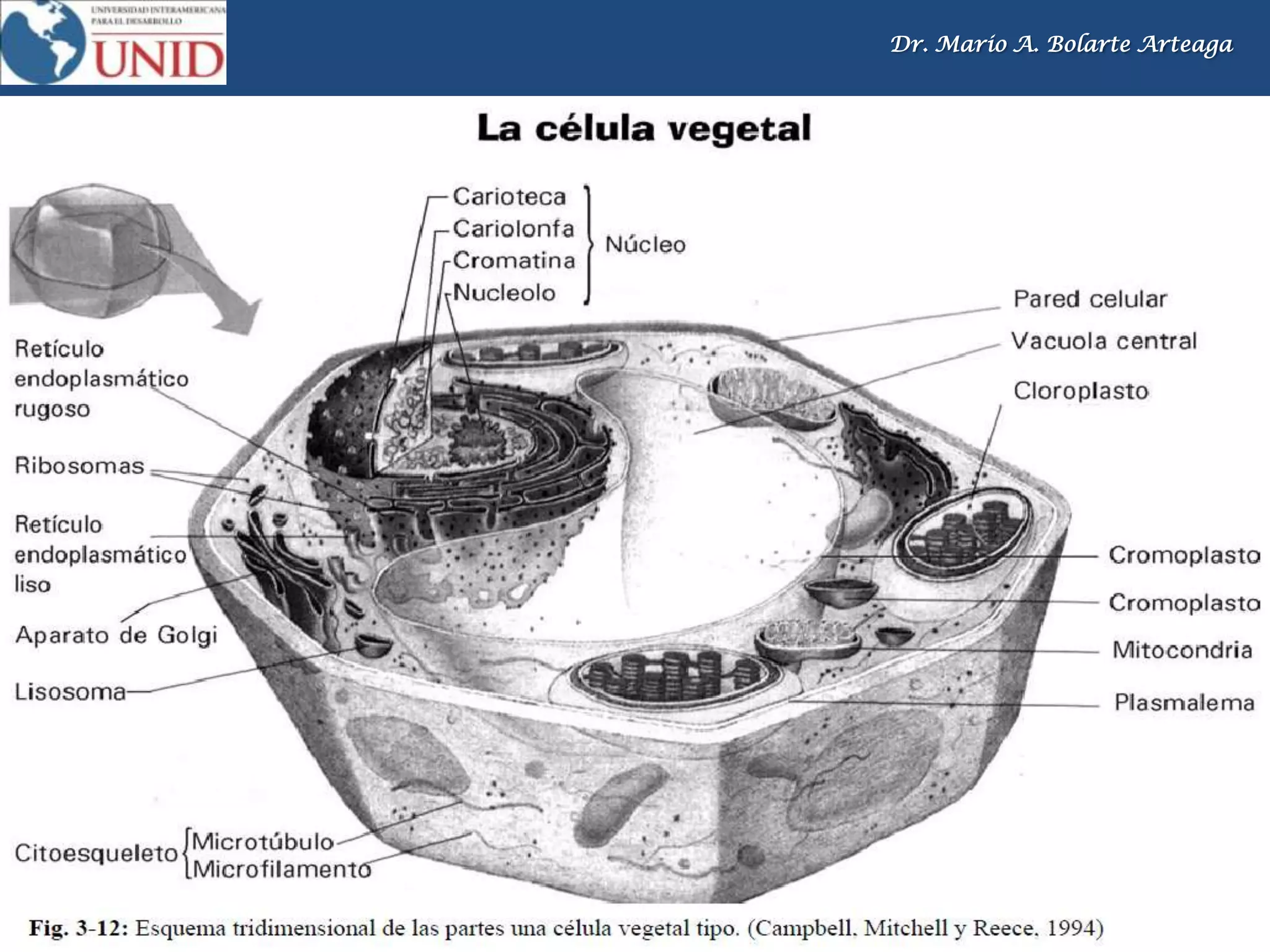 Dr. Mario A. Bolarte Arteaga