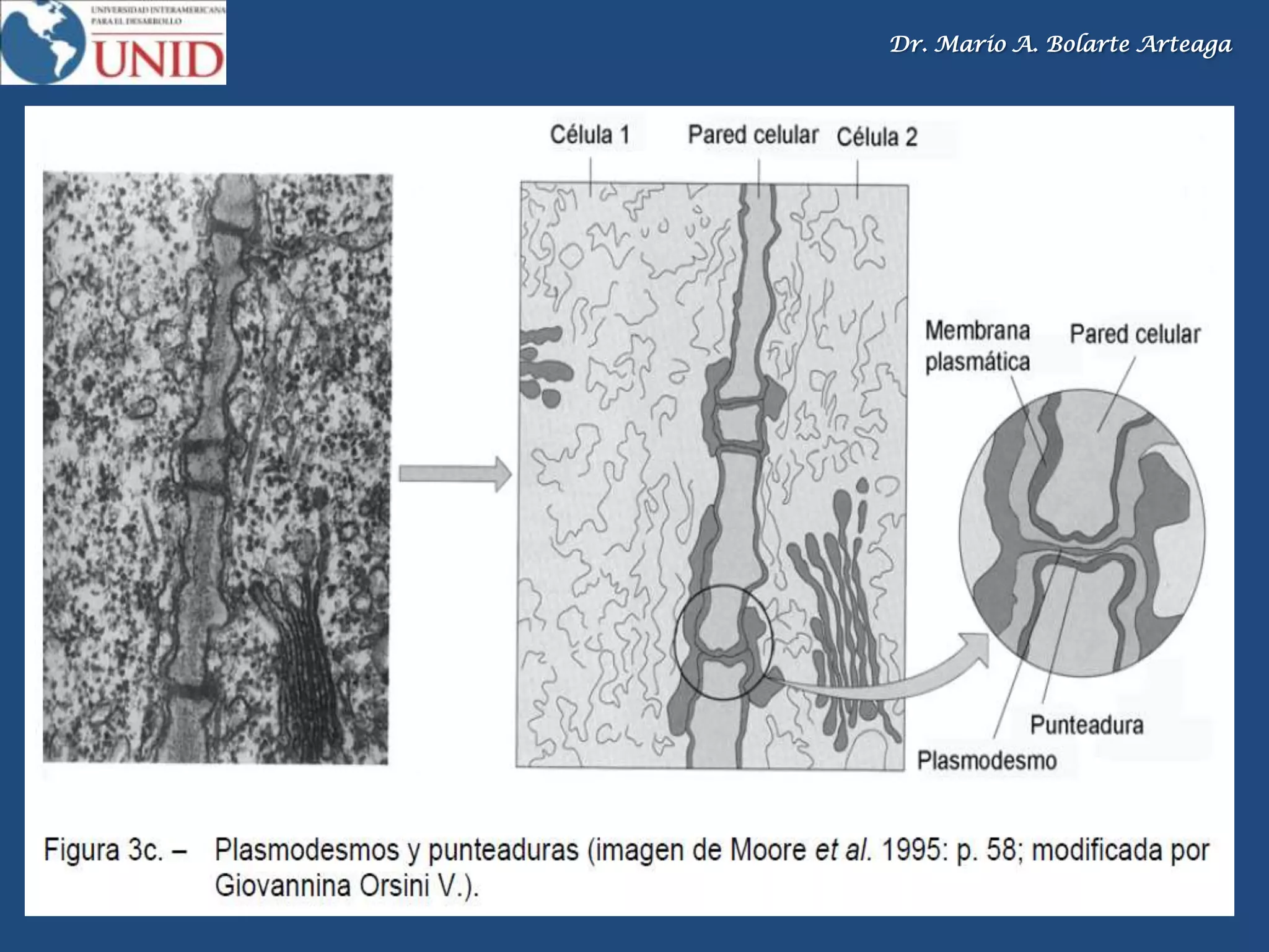 Dr. Mario A. Bolarte Arteaga