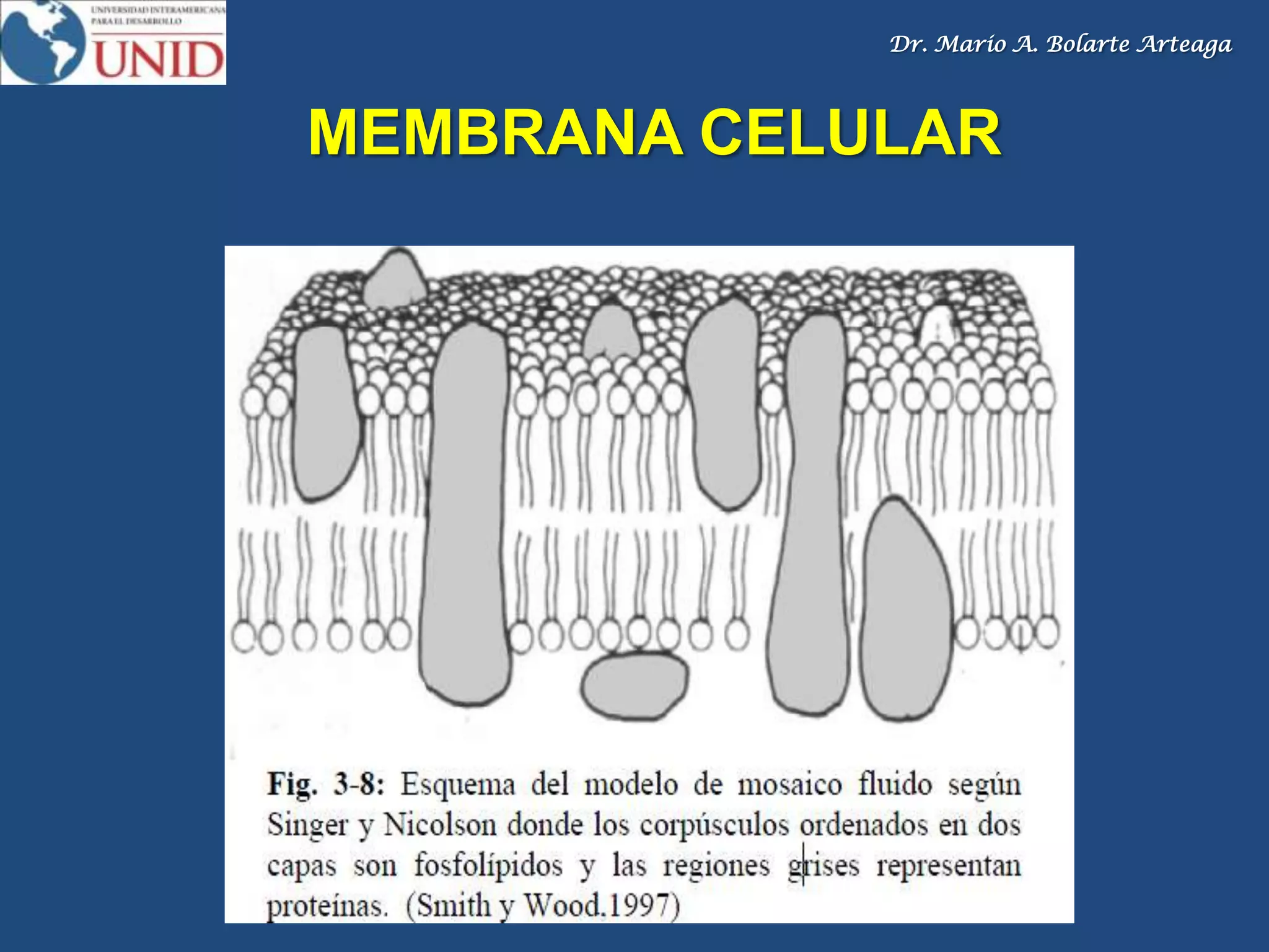 Dr. Mario A. Bolarte Arteaga
MEMBRANA CELULAR