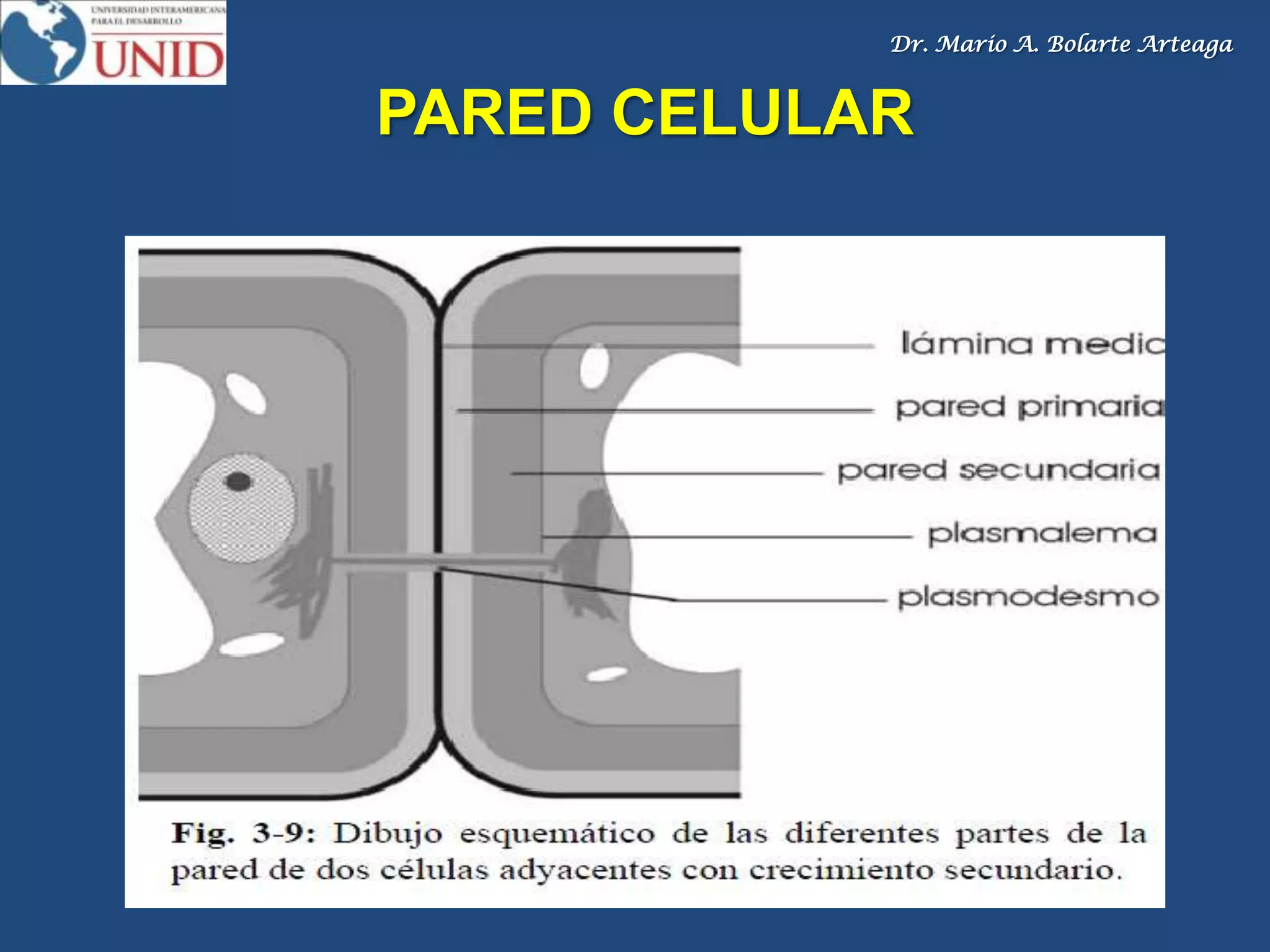 Dr. Mario A. Bolarte Arteaga
PARED CELULAR