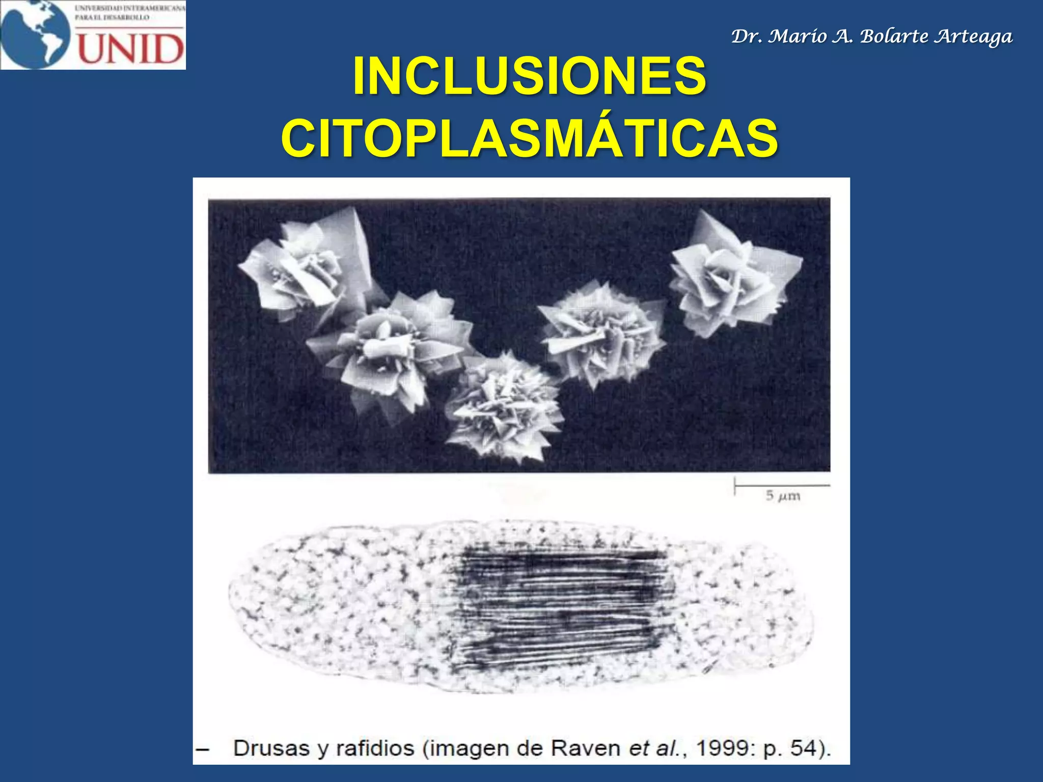 Dr. Mario A. Bolarte Arteaga
INCLUSIONES
CITOPLASMÁTICAS