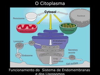 O Citoplasma




Funcionamento do Sistema de Endomembranas
 