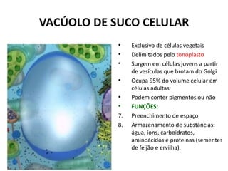 TIPOS DE CÉLULAS CONFORME O
    NÚMERO DE NÚCLEOS
              •   Células mononucleadas: maioria –
                  leu...