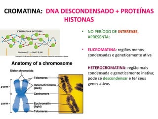 CÉLULAS SOMÁTICAS E CROMOSSOMOS
           HOMÓLOGOS
                •   Células somáticas
                •   Formam o co...