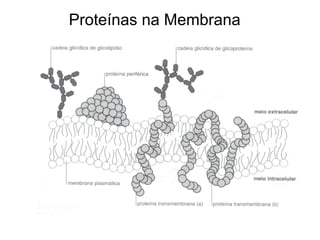 Proteínas na Membrana
 