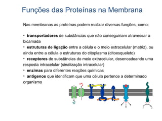 Funções das Proteínas na Membrana
Nas membranas as proteínas podem realizar diversas funções, como:

• transportadores de ...