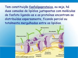 Tem constituição fosfolipoproteica, ou seja, há
duas camadas de lipídios justapostas com moléculas
de fosfato ligando-as e as proteínas encontram-se
distribuídas espersamente, ficando parcial ou
totalmente mergulhadas entre os lipídios.




       www.sobiologia.com.br
 