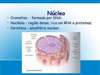 Núcleo

    Cromatina - formada por DNA;

    Nucléolo - região densa, rico em RNA e proteínas;

    Carioteca - envoltório nuclear.
 