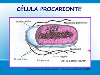 CÉLULA PROCARIONTE




  Amabis & Martho,Conceitos de Biologia, v 1, Ed. Moderna. São Paulo, SP. 2001
 